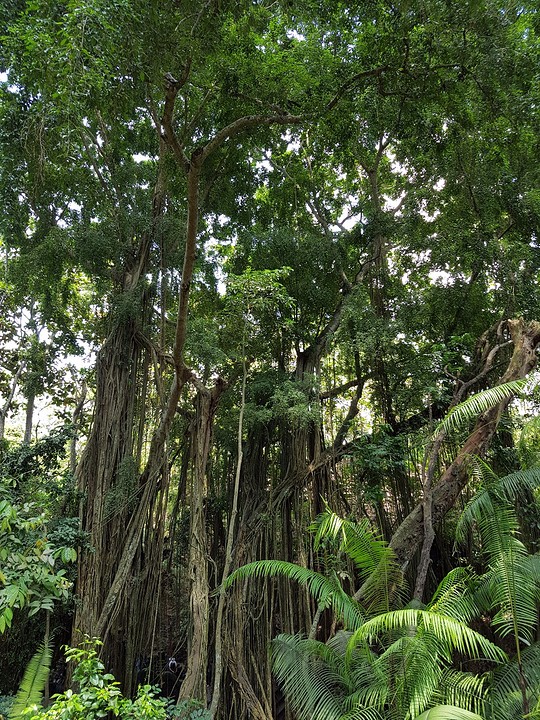 Monkey Forest Ubud