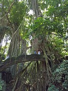 Monkey Forest Ubud