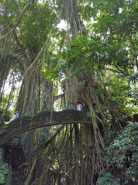 Monkey Forest Ubud