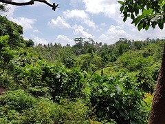 Monkey Forest Ubud
