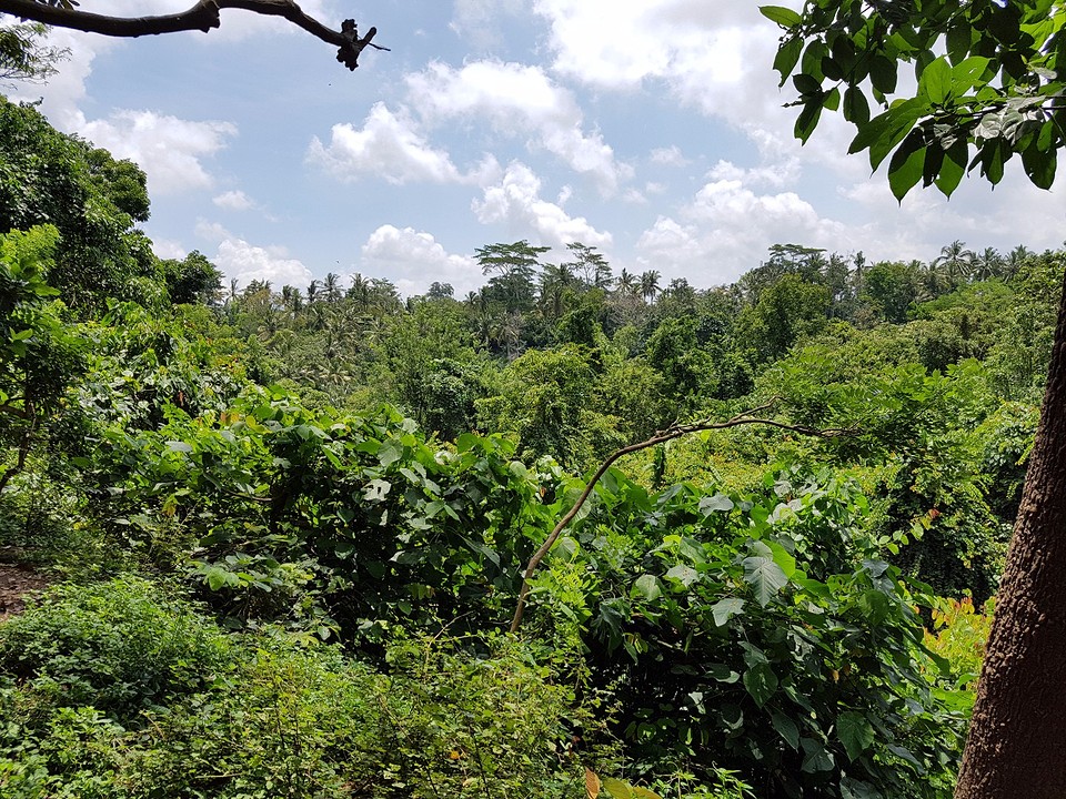 Monkey Forest Ubud