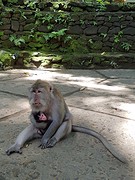 Monkey Forest Ubud