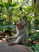 Monkey Forest Ubud