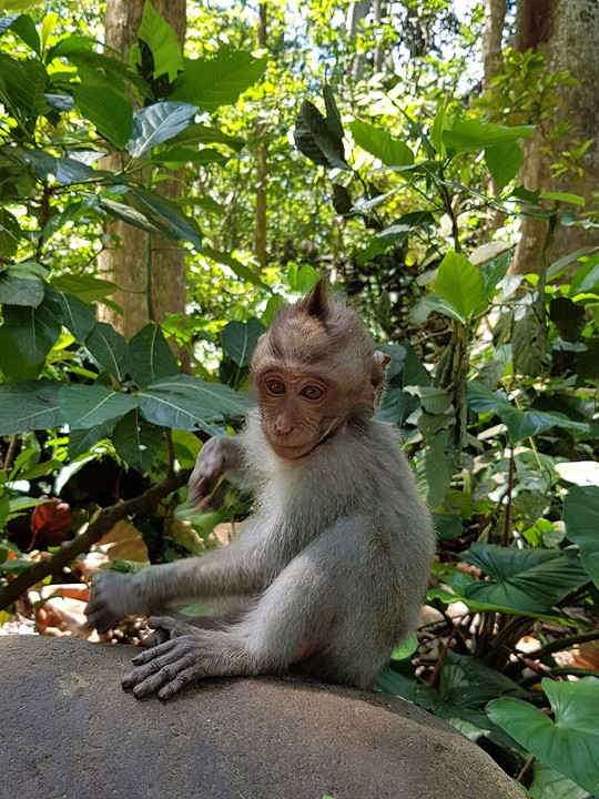 Monkey Forest Ubud