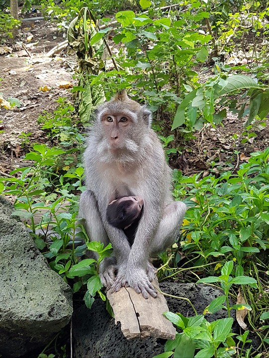 Monkey Forest Ubud