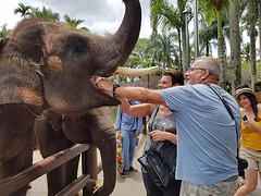 Elephant safari park Taro