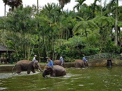 Elephant safari park Taro