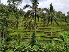 Rijstvelden Tegallalang Bali