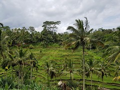 Rijstvelden Tegallalang Bali
