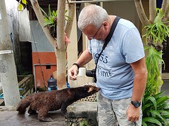 Op weg naar de Tanah Lot tempel. Een volwassen Civet kat.
