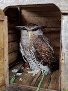 Er zit een uil vanuit een hokje naar ons te loeren...
