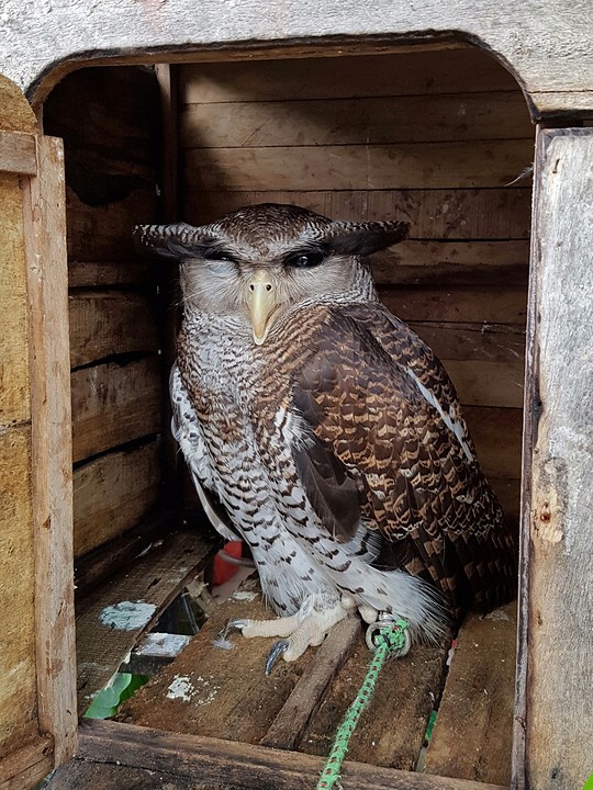 Er zit een uil vanuit een hokje naar ons te loeren...