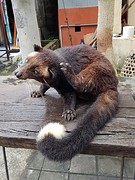 Een volwassen Civet kat.