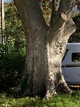 Enorme platanen op de camping