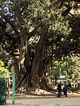 Een van 3 heel oude Ficussen Australianus in een parklaan