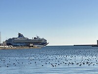 Heel veel rustende vogels in de Cruisschiphaven
