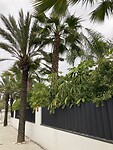 De straten in de villawijken van Marbella zijn prachtig groen