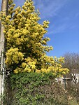 Mimosa