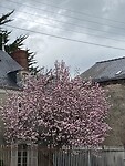 Magnolia