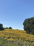Zo mooi! Zonnebloemen op eindeloze velden