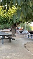 Terras met grote bomen bij het huis