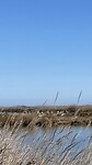 Flamingo’s in de verte