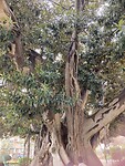 Een echt enorme Ficus, zomaar ergens in Valencia