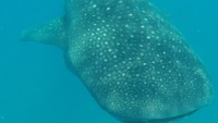 Whaleshark
