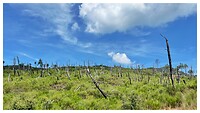 IMG_8087