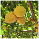 IMG_8440