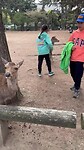Nara, buigend hert