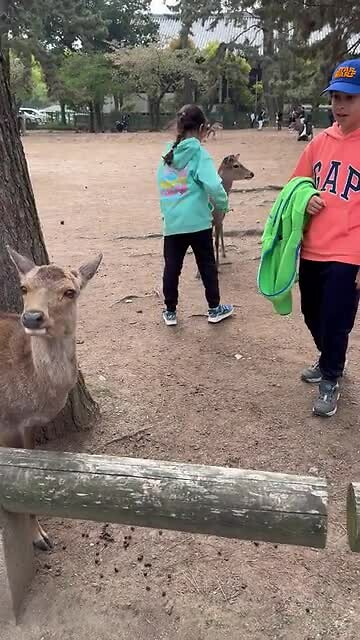 Nara, buigend hert