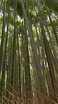 Arashiyama - bamboo forest