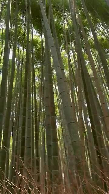Arashiyama - bamboo forest