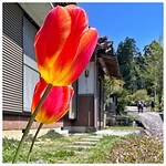 IMG_7168