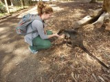 De wallaby voeren (heeft gelukkig geen tanden)