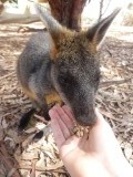 Wallaby!!