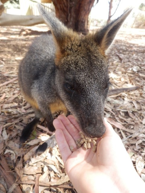 Wallaby!!