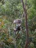 Koala!!!