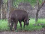 Tapir