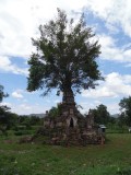 Boom door een pagode heen in "Little Bagan" in Hsipaw
