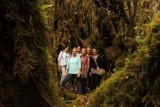 Mossy forest