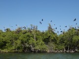 Flying foxes