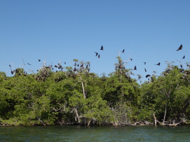Flying foxes