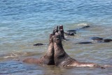 Zeeolifant 3
