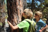 Hars van boom ruikt naar vanille (Bryce Canyon)