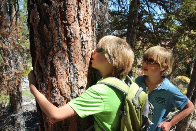 Hars van boom ruikt naar vanille (Bryce Canyon)