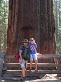 Sequoia's bij Tuolumne Grove (Yosemite)