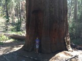 Sequoia's bij Yosemite