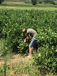 Björn wordt druivenplukker.